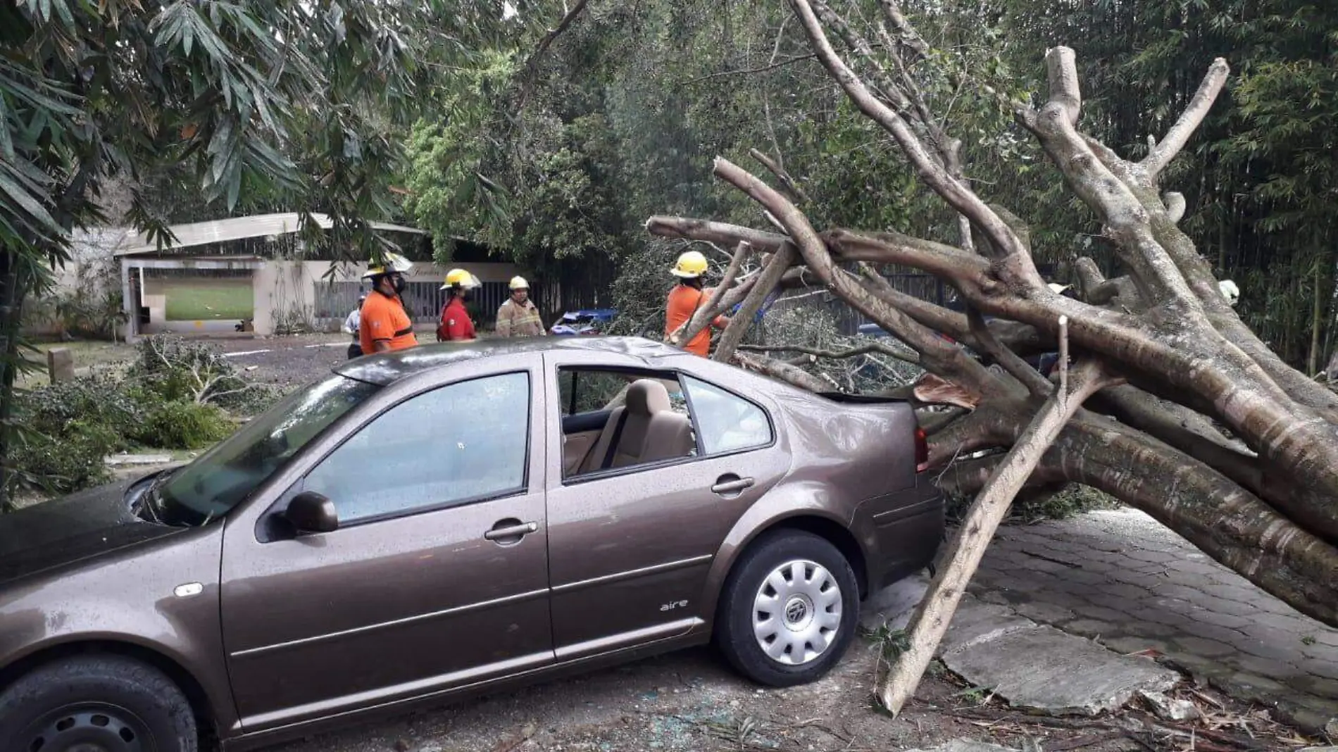 arbol caido